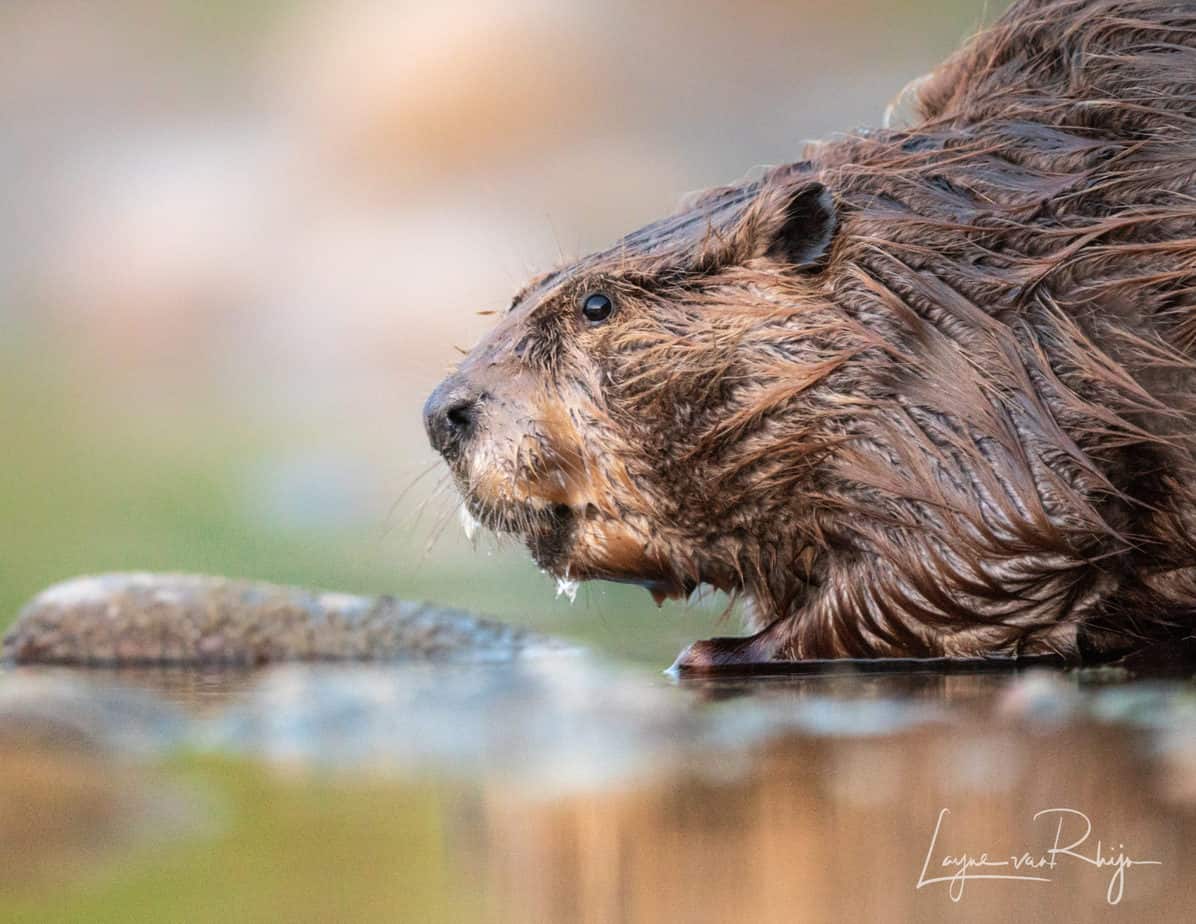 Beaver-3